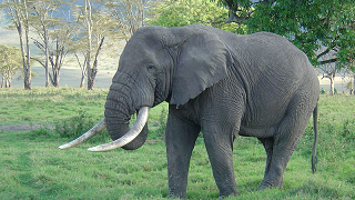 En ensam majestätisk elefant i naturen.